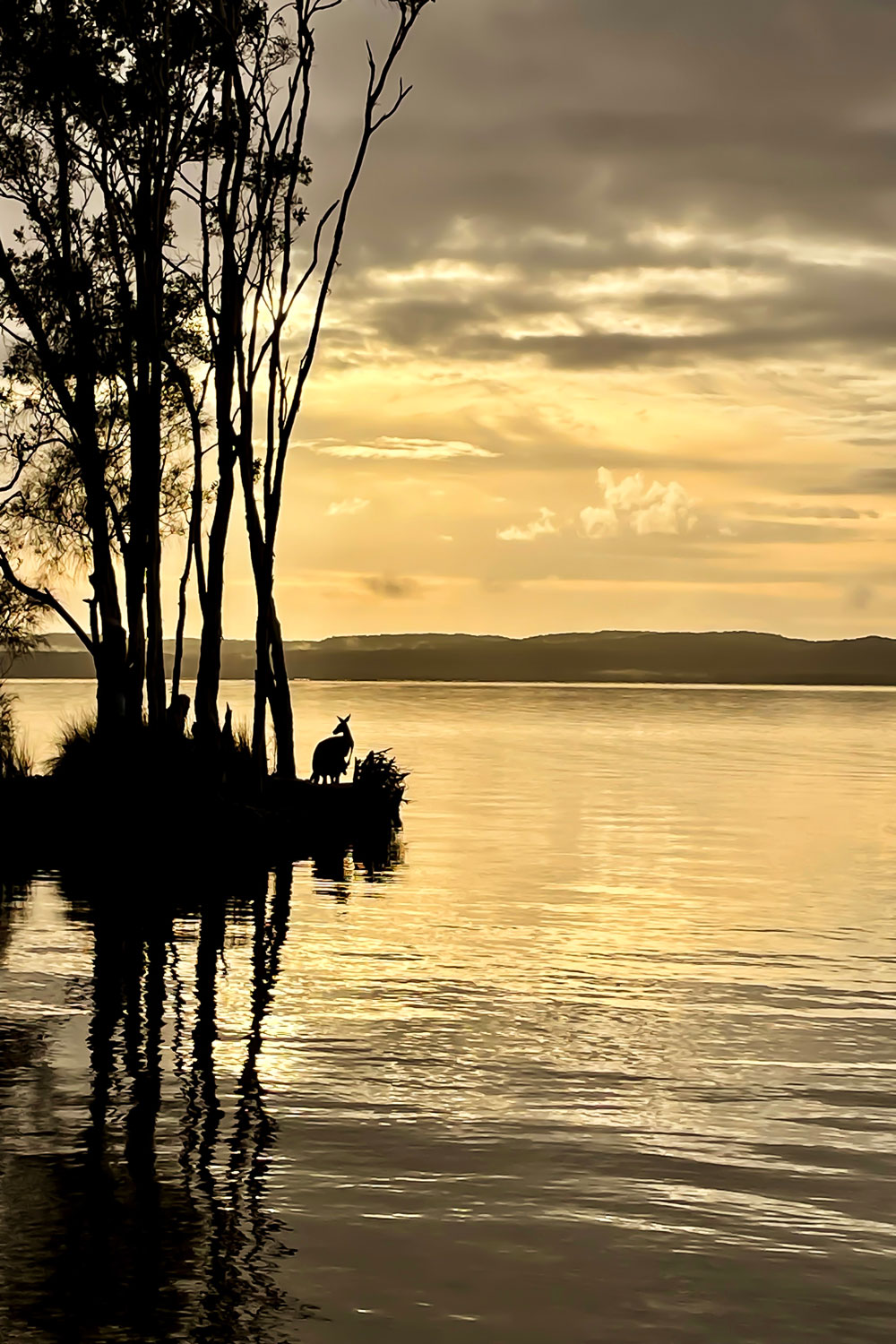 Blick auf ein Känguru in der Morgendämmerung am Rande eines großen Sees.