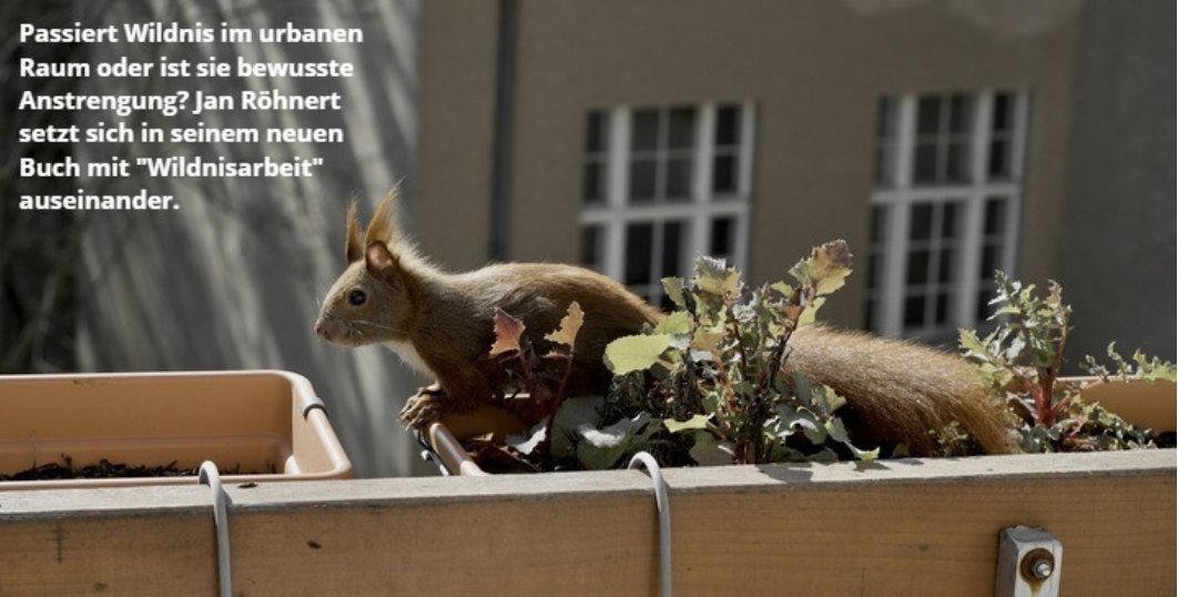 Eichhörnchen auf dem Balkon - beispielhaftes Bild für Wildnis in der Stadt