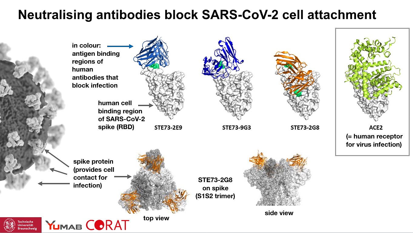 [Translate to English:] CORAT antibodies blocking SARS-CoV-2 infection