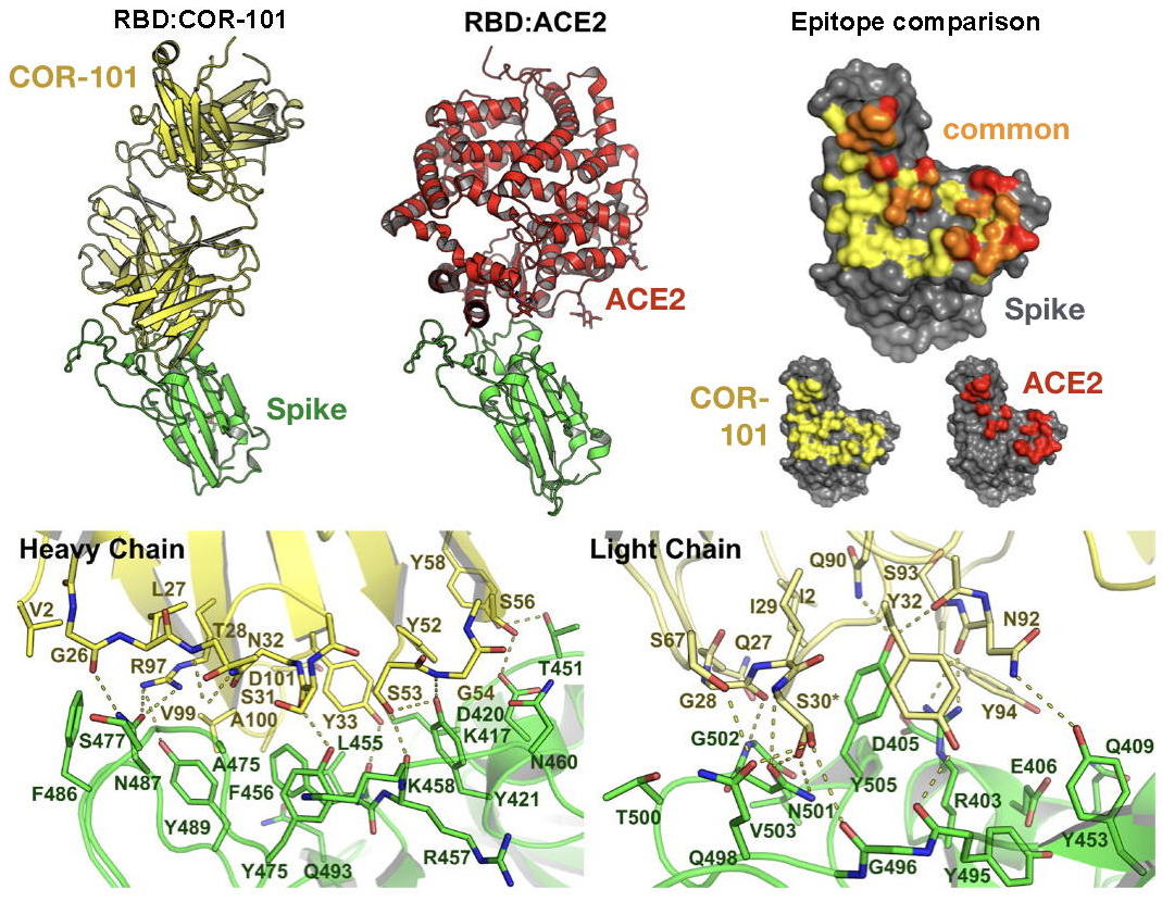 how COR-101b blocks SARS-CoV-2