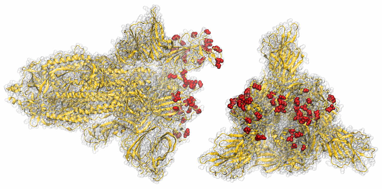 Mutations typical for the RBD of SARS-CoV-2 Omikron variant