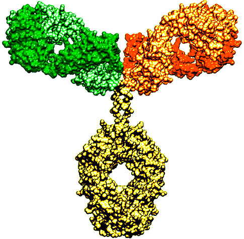 Bispecific antibody