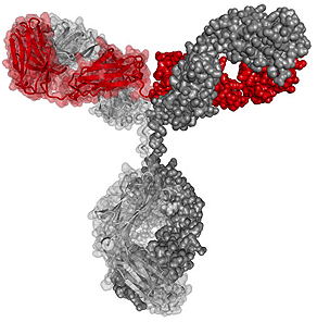 Antibody Structure