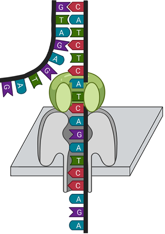 ONT nanopore