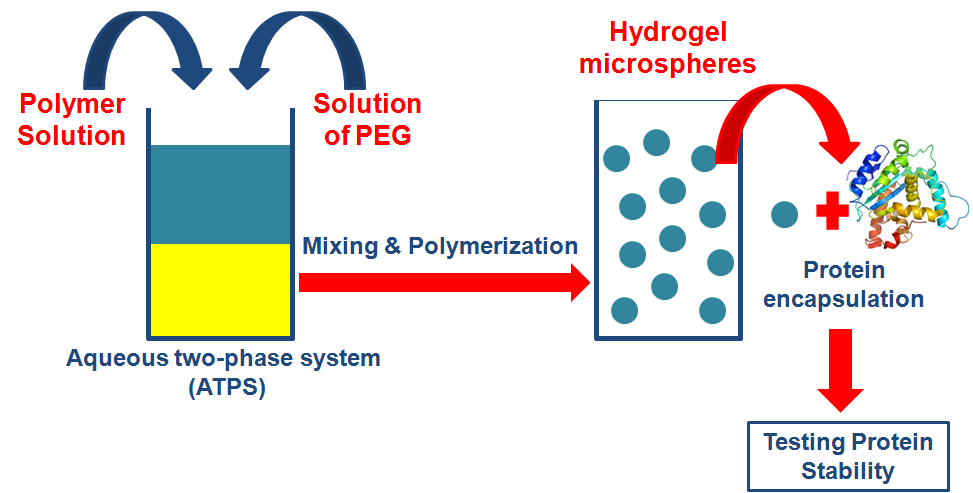 Assessment of protein stability in hydrogel microparticles developed via Aqueous Two Phase System (ATPS).