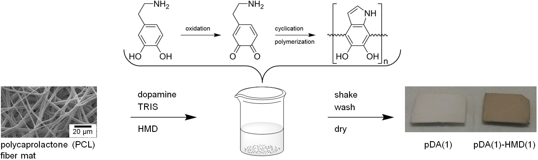 Polydopamine coating of polycaprolactone fiber mats (equation of polymerization