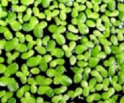 Lemna-Minor