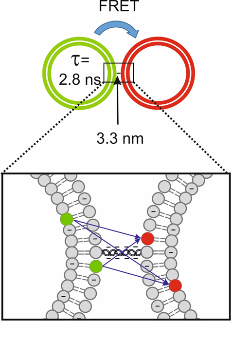 To be able to determine the distances of membranes without complex data analysis we have developed a calibrated membrane distance assay (Figure 2). 