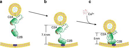 In processes like membrane trafficking, synaptic transmission, viral entry, infections or fertilization the regulation of membrane distances on a sub 10 nm-scale often plays a crucial role (Figure 1).
