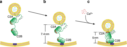 Membrane Distance Ruler and Regulation by Synaptotagmin