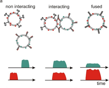 Docking Scheme