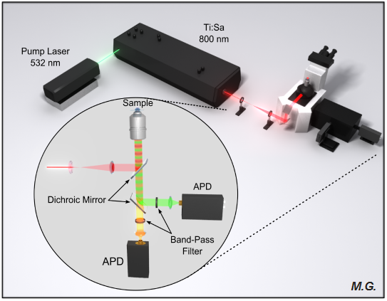 We have developed a liposome assay based on single liposome detection, two-photon two-color fluorescence cross-correlation spectroscopy and fluorescence lifetime measurements that allows to differentiate individual free, docked or fused liposomes or quantify the number of free, docked or fused liposomes in a confocal detection volume of a microscope set-up.