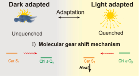 Melecular gear shift mechanism