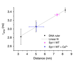  The results shown in figure provide evidence that Synaptotagmin 1 can indeed reduce membrane distances down to about 5 nm in the presence of Ca2+ at physiological triggering concentrations of ~100 µM. Careful control experiments were done to consider, for example, FRET to the DNA in the calibration experiments by measuring donor liposomes containing double strands of the calibration DNA in the absence of any acceptor liposomes.