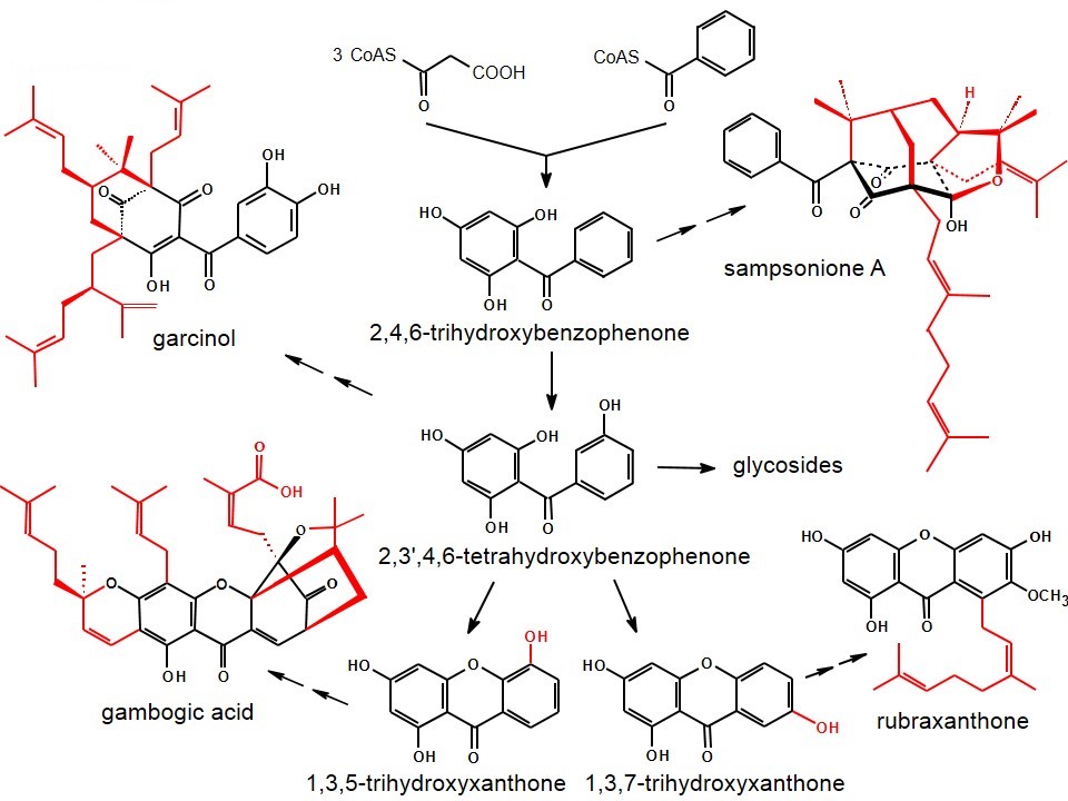 Survey of benzophenone and xanthone metabolism