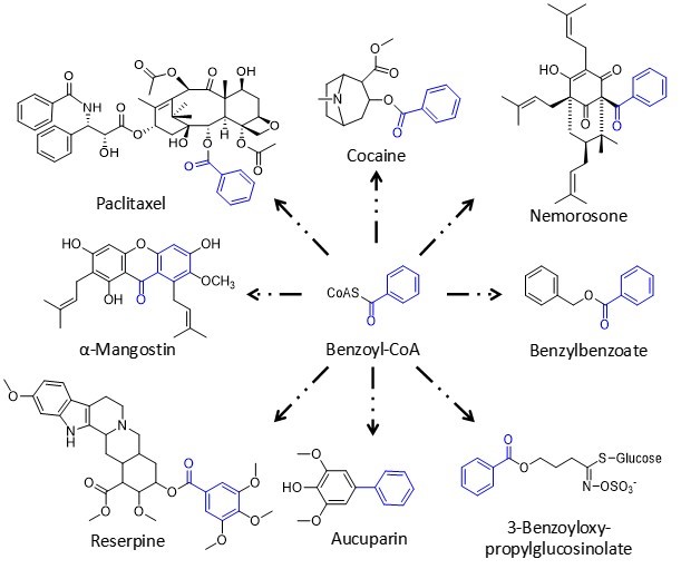 Examples of benzoyl-derived plant natural products