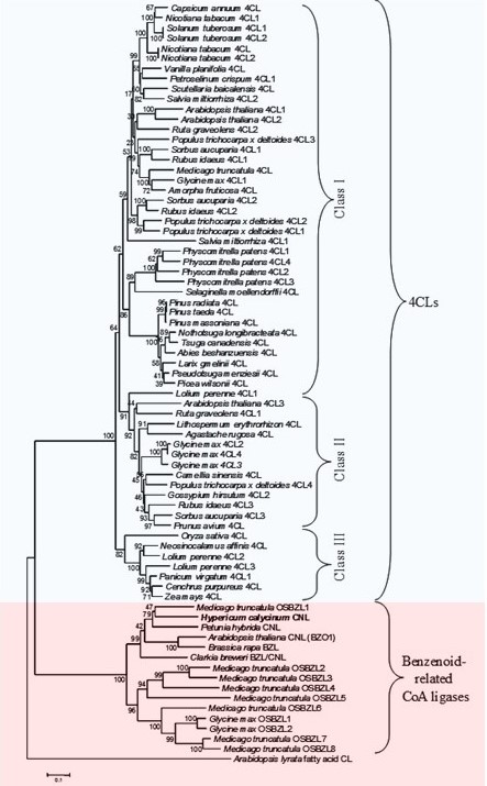 Phylogenetic tree of CoA ligases