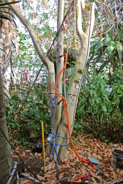 "Verkabelter" Baum  im US-Forschungszentrum Biosphere 2 