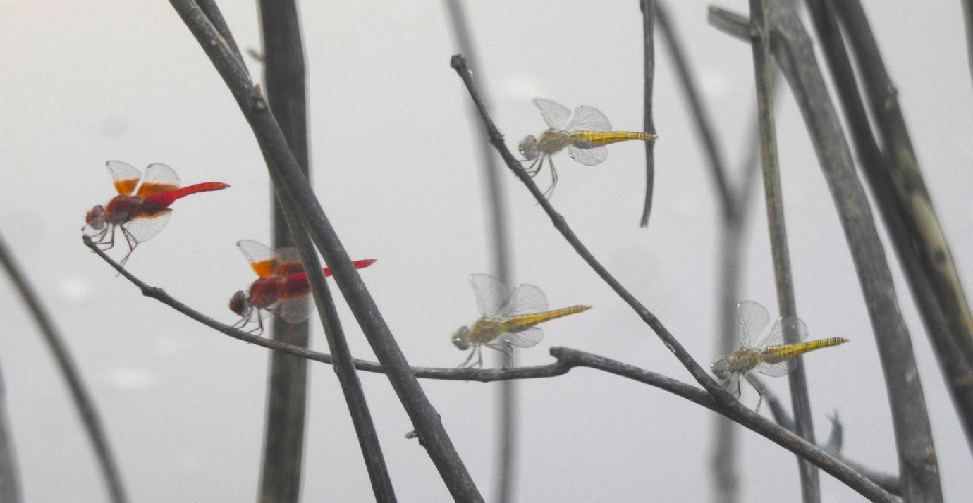 Aggregation of males and females of Brachythemis lacustris, a typical and common dragonfly at African rivers.