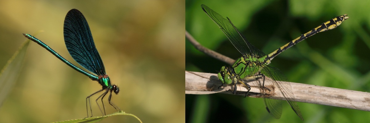 Fließwasserlibellen 