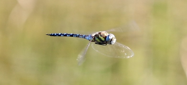 Aeshna mixta, die Herbstmosaikjungfer