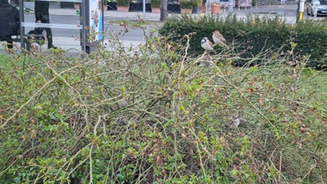 Spatzen im Gebüsch