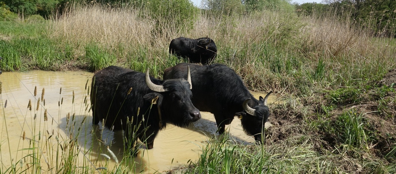 Wasserbüffel bei der Arbeit in unserem Teichgebiet 