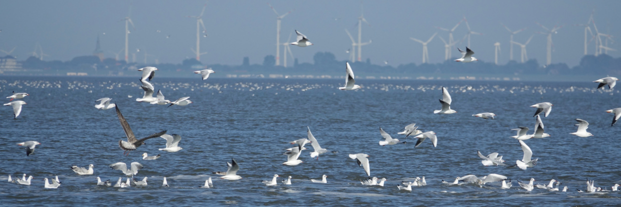 [Translate to English:]  