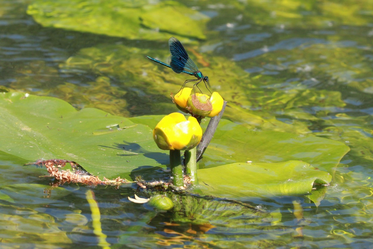 Gebänderte Prachtlibelle an der Schunter