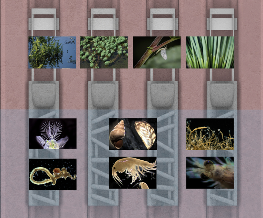 Schematische Darstellung von Spundwand Quartieren und ihrer Lebensräume