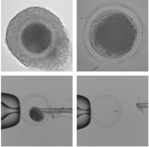 Cell level