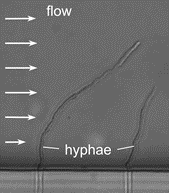 Micromechanical characterization of filamentous microorganisms