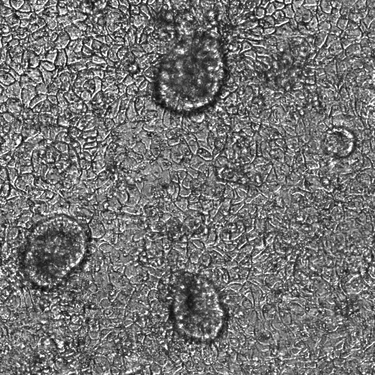 Microscopic view of intestine-like structures of Caco-2 cells
