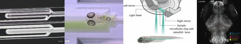 A microfluidic device for physiology-based neural circuit analysis