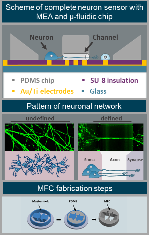 Microfluidic chip to guide neuronal outgrowth along an multielectrode array