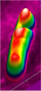 AFM-Aufnahme einer E. coli-Zelle