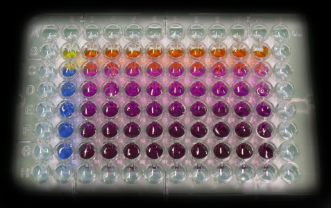  Mikrotiterplattentest zur Bewertung der Toxität von Nanopartikeln