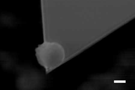 Dabei wird mit Hilfe eines Mikromanipulators eine einzelne etwa 3 µm große Spore an die AFM Messsonde (Cantilever) angebracht