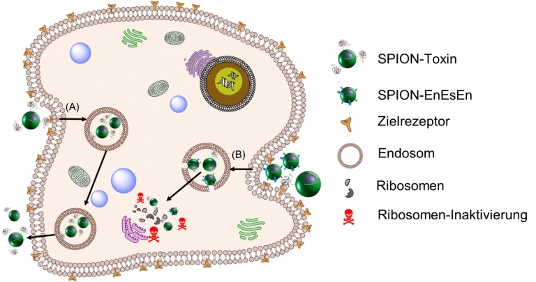 Nanomedizin - Zelluläre Aufnahme von nanopartikulärbasierten Tumortherapeutika und deren Ausschleusung aus der Zelle