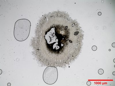 Pelletschnitt mit Mikropartikelkern