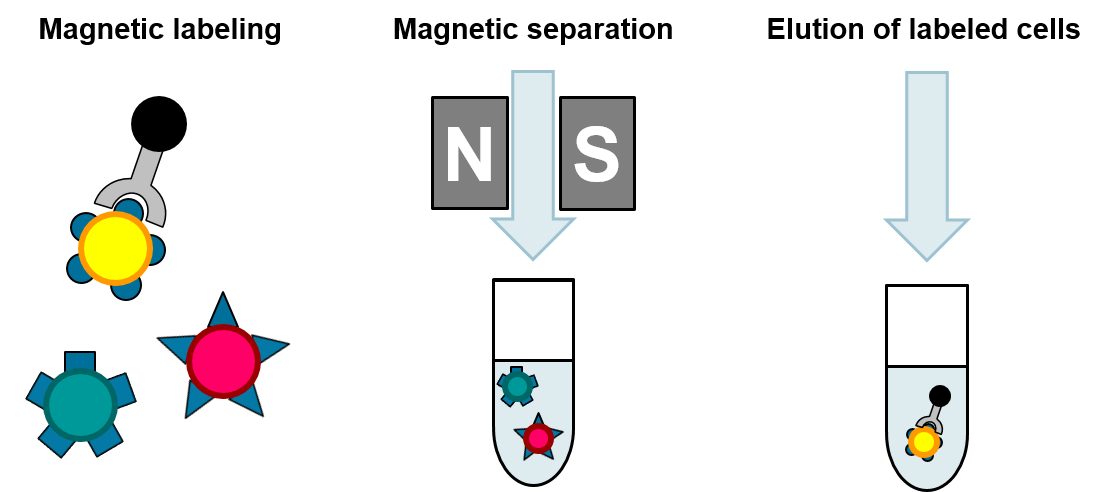 Schematic process of a magnet-based cell isolation