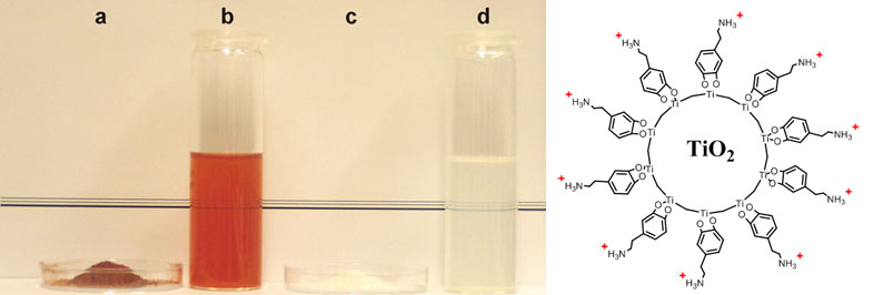 Funktionalisierte TiO2-Nanopartikeln (a) in Pulverform und (b) in Dispersion nach in situ-Funktionalisierung mit Dopamin; (c) in Pulverform und (d) in Dispersion nach in situ-Funktionalisierung mit Glycin. Rechts: schematische Darstellung einer Dopamin-stabilisierten Partikel.