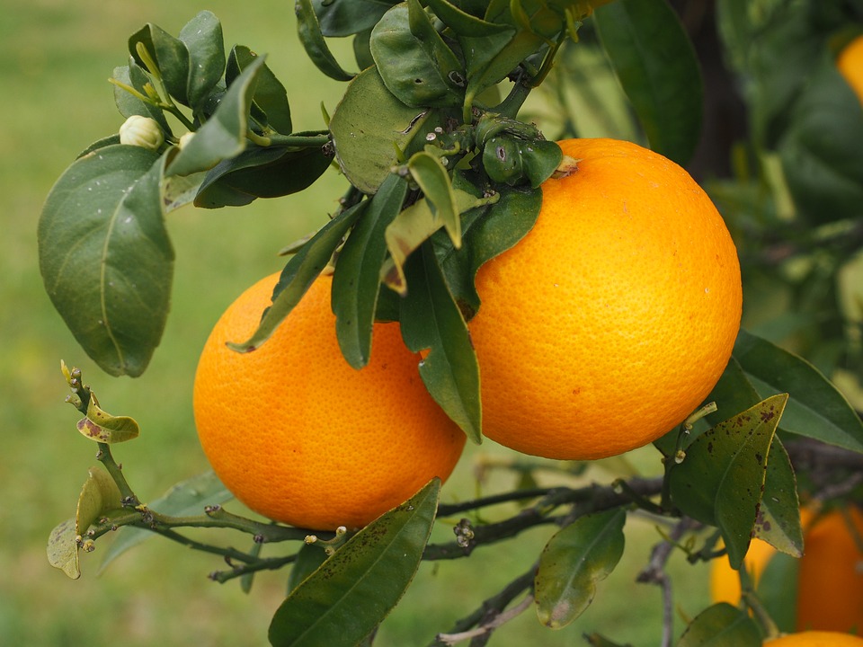 Orangen am Baum