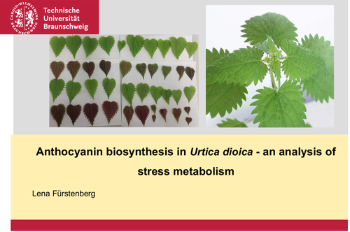 Pictures of Urtica dioica (stinging nettle)