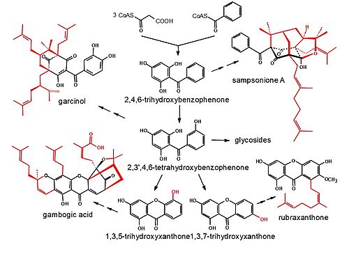 Übersicht des Benzophenon- und Xanthonstoffwechsels