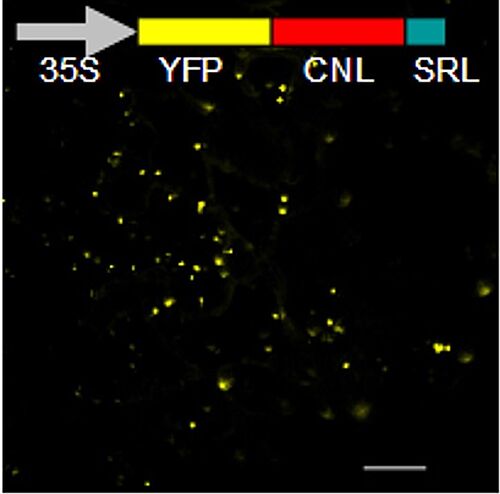 Reporter-basierte Lokalisation von Cinnamat:CoA Ligase in Peroxisomen