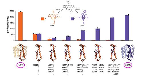 Interkonversion von zyklisierenden Prenyltransferasen durch Neunfach-Mutation
