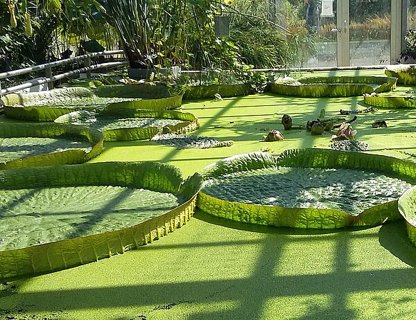 Riesenseerose Victoria cruziana im Botanischen Garten der TU