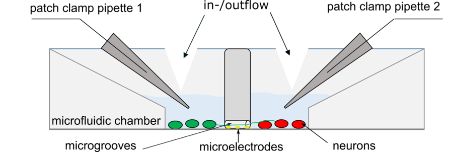 Sketch of neuron culture system with micro perfusion device