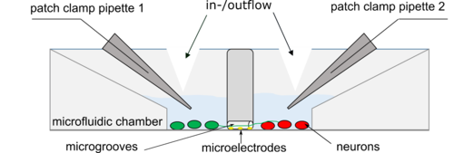 Sketch of neuron culture system with micro perfusion device